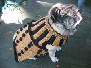 dog with peach sweater